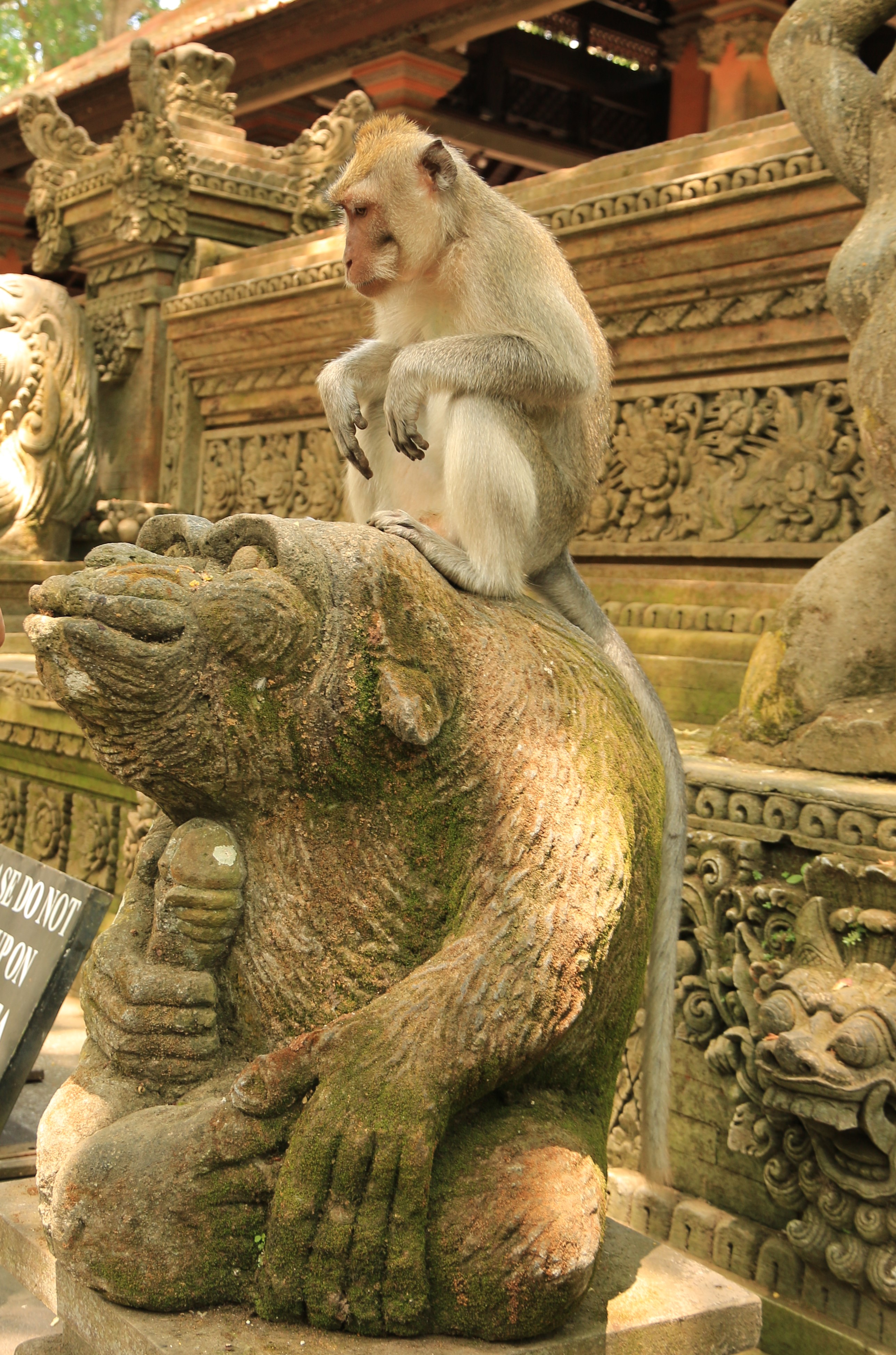 Ubud monkeys